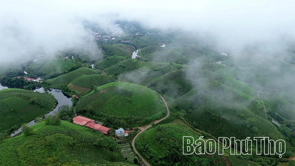 O chá Minh Dai atinge o nível de