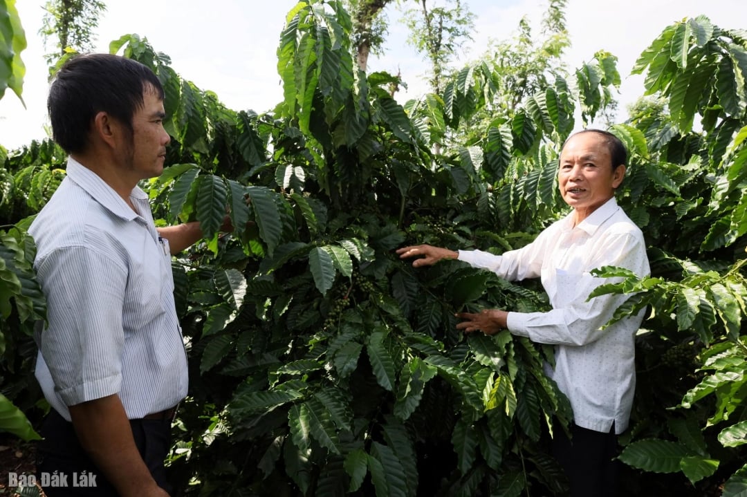 Dl. Dam Huy Ly (satul 7, comuna Ea Ninh) (dreapta), un fermier participant la model, a declarat că a observat schimbări pozitive clare în comparație cu agricultura tradițională.