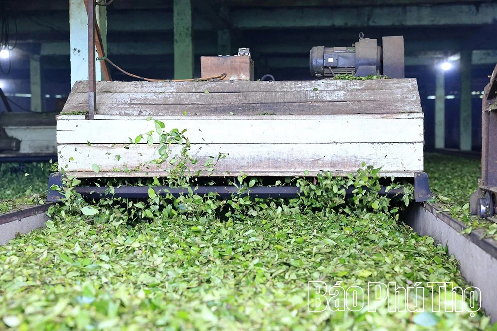 O chá Minh Dai atinge o nível de