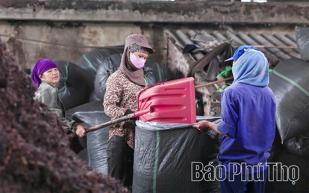 O chá Minh Dai atinge o nível de