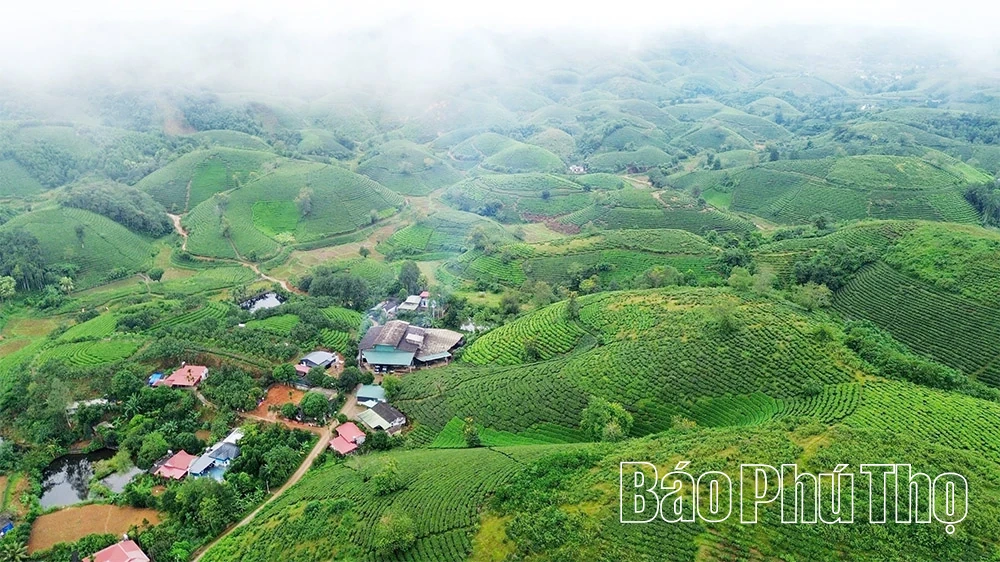 O chá Minh Dai atinge o nível de