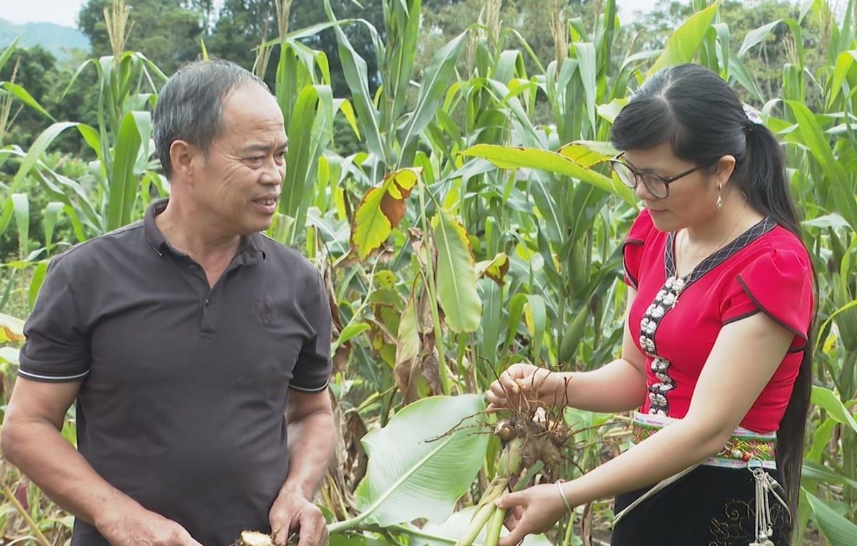 Mr. Nguyen Ngoc Anh (in black shirt), a pioneer in developing cellophane noodles in Binh Lu. Photo: Duc Binh. Ông Nguyễn Ngọc Ánh (áo đen), người tiên phong phát triển sản phẩm miến dong tại Bình Lư. Ảnh: Đức Bình.