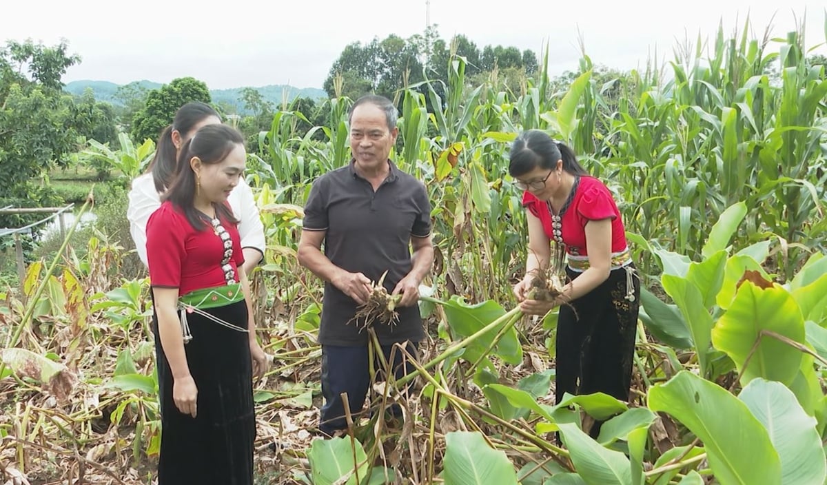 Mr. Anh leads tourists to visit the cassava growing area. Photo: Duc Binh. Ông Ánh dẫn du khách đến thăm vùng trồng dong riềng. Ảnh: Đức Bình.
