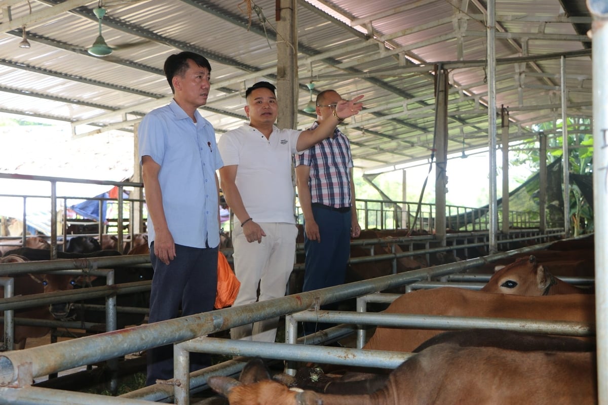 លោក Hoang Van Liem នាយកនៃសហករណ៍សេវាទូទៅ Thien An (ឈរកណ្តាលអាវស) អភិវឌ្ឍការចិញ្ចឹមសត្វលើក្របី និងគោជាង 1,500 ក្បាល។ រូបថត៖ Thanh Nga។