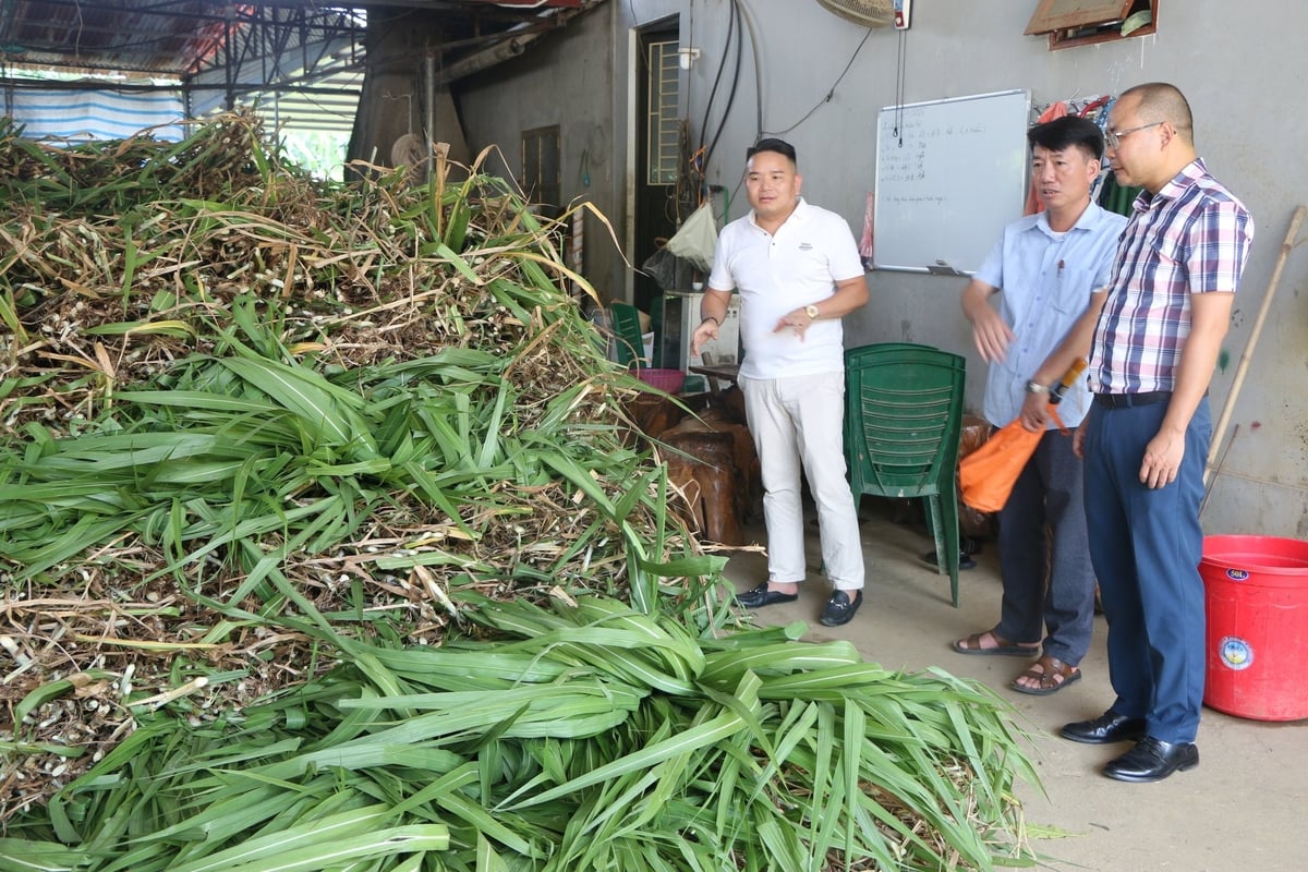 ឃុំយ៉ាំងថាញ់ ជាដីវាលស្មៅដ៏ធំទូលាយ និងមានអាកាសធាតុអំណោយផលសម្រាប់ការចិញ្ចឹមសត្វធំៗ។ រូបថត៖ Thanh Nga។