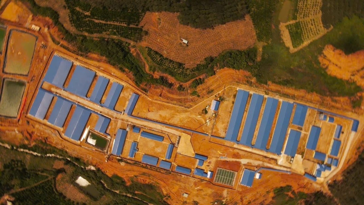 កសិដ្ឋានចិញ្ចឹមជ្រូករបស់ក្រុមហ៊ុន Ba Farm Dak To Company Limited (Quang Ngai) តែងតែកំណត់ទិសដៅនៃកំណើនបៃតង និងនិរន្តរភាព។ រូបថត៖ L.K. Trang trại chăn nuôi heo của Công ty TNHH Ba Farm Đắk Tô (Quảng Ngãi) luôn xác định hướng đi tăng trưởng xanh và bền vững. Ảnh: L.K.