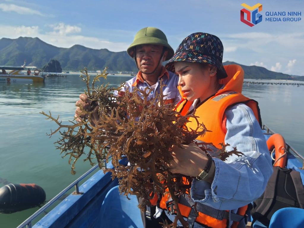 ប្រជាជននៅតំបន់សេដ្ឋកិច្ចពិសេស Van Don ដាំដំឡូងមីនៅសមុទ្រ។