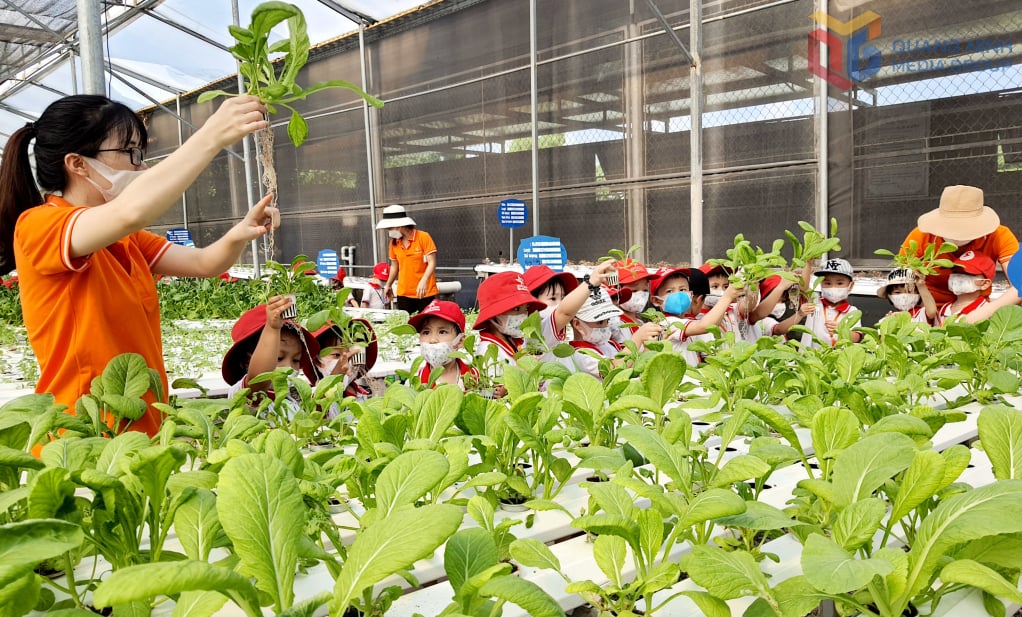 គំរូដាំបន្លែ Hydroponic នៅ 188 Green Farm (វួដម៉ៅខេ)។