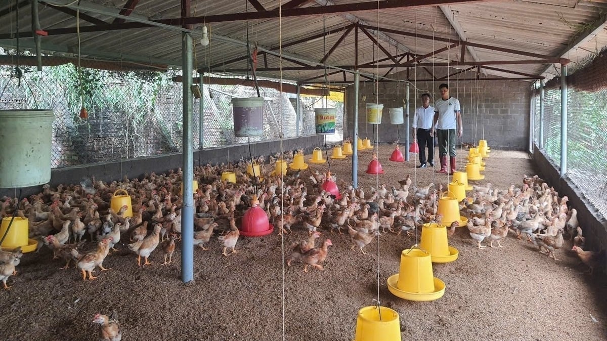 Mr. Thao's chickens grow healthily thanks to proper biosafety farming procedures. Photo: Nguyen Thanh. Đàn gà của anh Thảo phát triển khỏe mạnh nhờ chăn nuôi đúng quy trình an toàn sinh học. Ảnh: Nguyễn Thành.