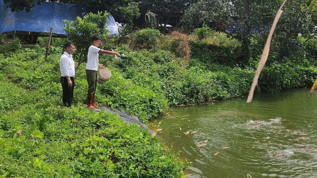 Taking advantage of the large pond and garden area left by his parents, Mr. Thao boldly invested in a comprehensive farm model. Photo: Nguyen Thanh. Từ thuận lợi về diện tích ao vườn rộng của bố mẹ để lại, anh Thảo đã mạnh dạn đầu tư mô hình trang trại tổng hợp. Ảnh: Nguyễn Thành.