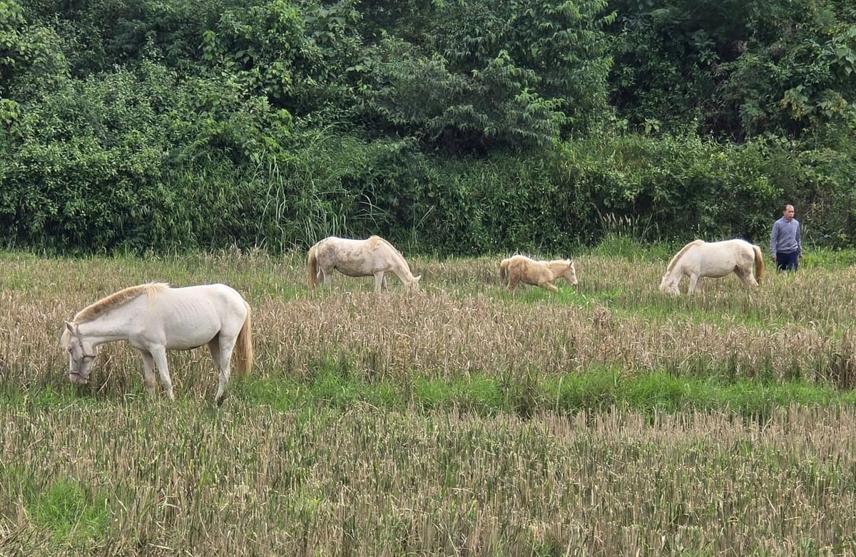 Every year, Mr. Anh can sell breeding horses for tens of millions of dong. Photo: Hoang Nghia. Mỗi năm, anh Ánh có thể bán ngựa giống thu về hàng chục triệu đồng. Ảnh: Hoàng Nghĩa.