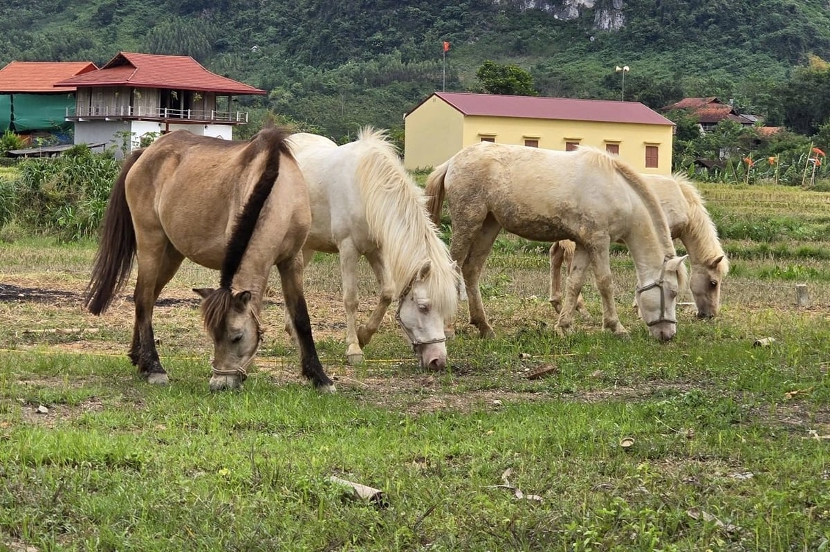 Each stallion and each livelihood model is not only a material asset, but also a symbol of faith and the will to not give up on poverty of the people of Huu Lien. Photo: Hoang Nghia. Mỗi con ngựa giống, mỗi mô hình sinh kế không chỉ là tài sản vật chất, mà còn là biểu tượng của niềm tin, của ý chí không cam chịu đói nghèo của người dân Hữu Liên. Ảnh: Hoàng Nghĩa.