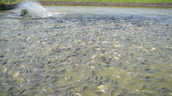 Bắc Ninh áp dụng công nghệ cao thúc đẩy chăn nuôi phát triển