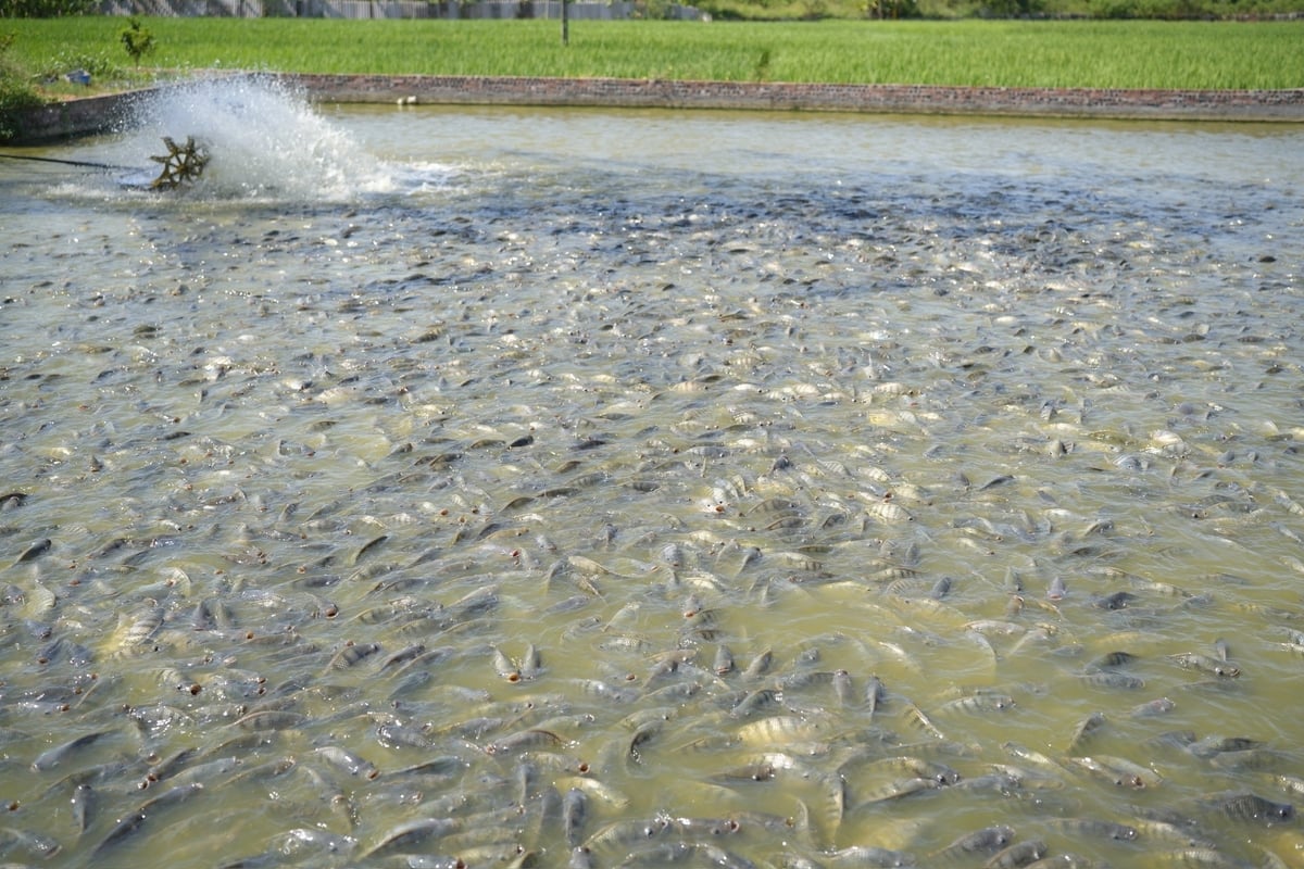 Applying science and technology in livestock farming to improve productivity. Photo: Pham Minh. Ứng dụng khoa học công nghệ trong chăn nuôi, nâng cao năng suất. Ảnh: Phạm Minh.