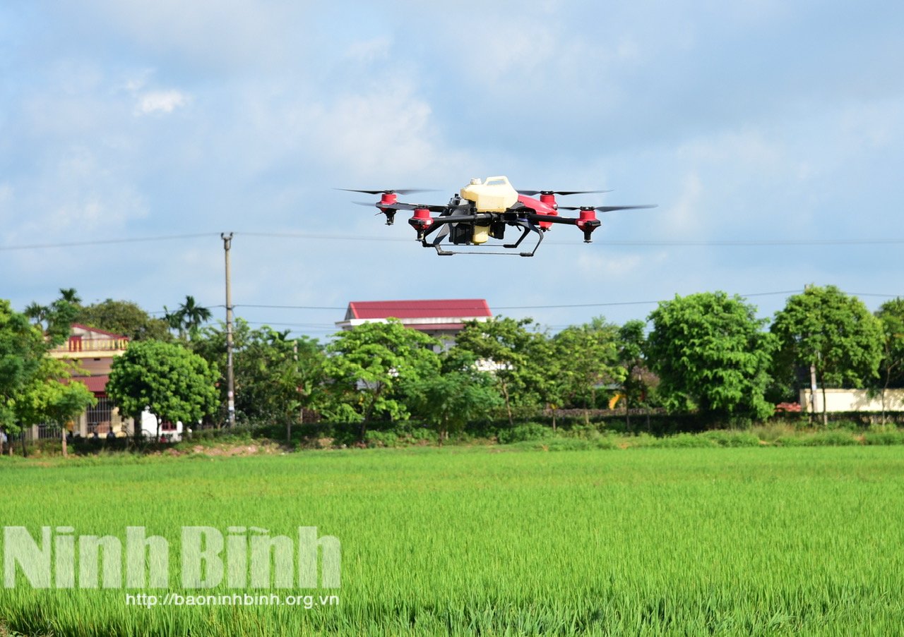 A aplicação de máquinas e tecnologias avançadas na produção é um fator importante para reduzir custos e aumentar os lucros na produção de arroz. (Na foto: Uso de drones para fertilização e pulverização de pesticidas no distrito de Yen Thang). Foto: Truong Giang