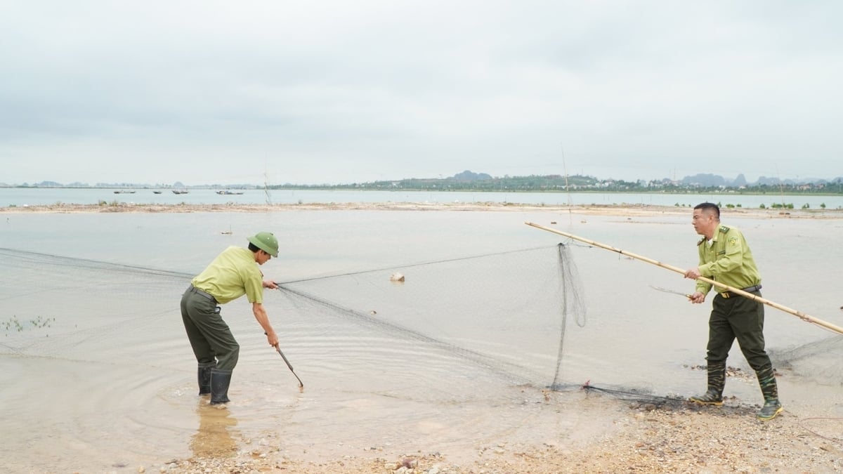 Dinas Perlindungan Hutan Wilayah 2 menangani jaring penangkap burung di Kelurahan Tuan Chau. Foto: Nguyen Thanh. Hạt Kiểm lâm khu vực 2 xử lý lưới bẫy chim tại phường Tuần Châu. Ảnh: Nguyễn Thành.