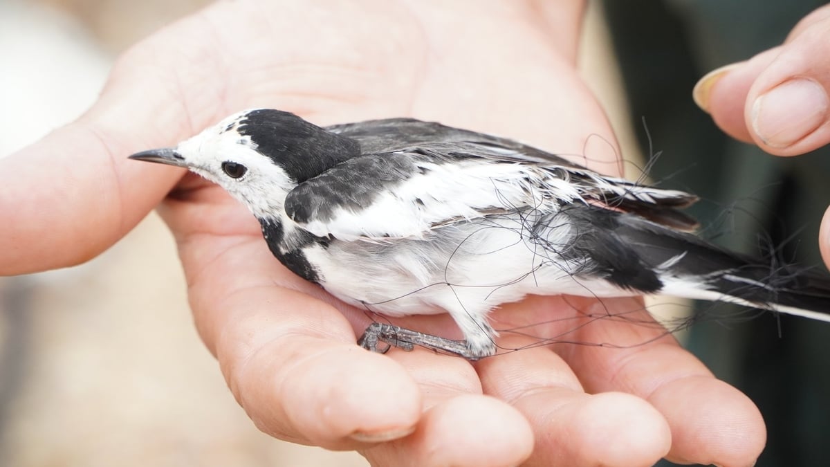 Burung liar yang tersangkut jaring diselamatkan oleh pihak berwenang. Foto: Nguyen Thanh. Chim hoang dã bị mắc lưới được lực lượng chức năng giải cứu. Ảnh: Nguyễn Thành.