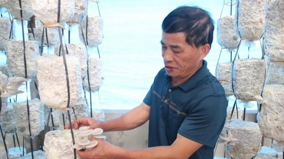 Nấm sò ‘lên đời’ thành sản phẩm OCOP