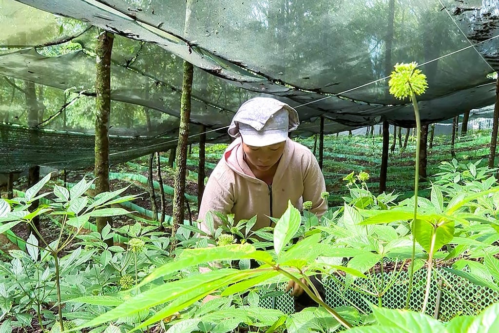 គំរូដាំយិនស៊ិនក្រោមគុម្ពោតព្រៃ បើកផ្លូវទៅរកអ្នកមាននៅឡៃចូវ។ រូបថត៖ T.H. Mô hình trồng sâm dưới tán rừng, mở hướng làm giàu ở Lai Châu. Ảnh: T.H.