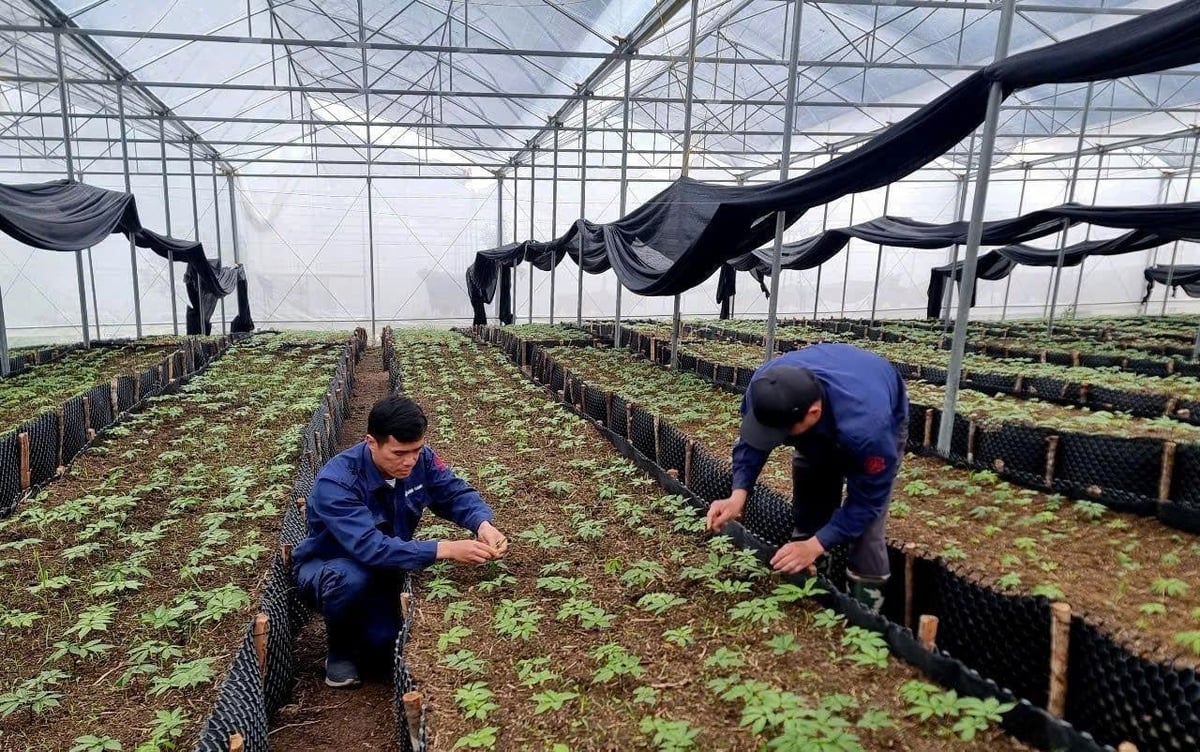 អ្នកបច្ចេកទេសពិនិត្យការលូតលាស់របស់រុក្ខជាតិយិនស៊ិនក្នុងថ្នាលបណ្តុះ។ រូបថត៖ T.H. Kỹ thuật viên kiểm tra quá trình sinh trưởng của cây sâm trong vườn ươm. Ảnh: T.H.