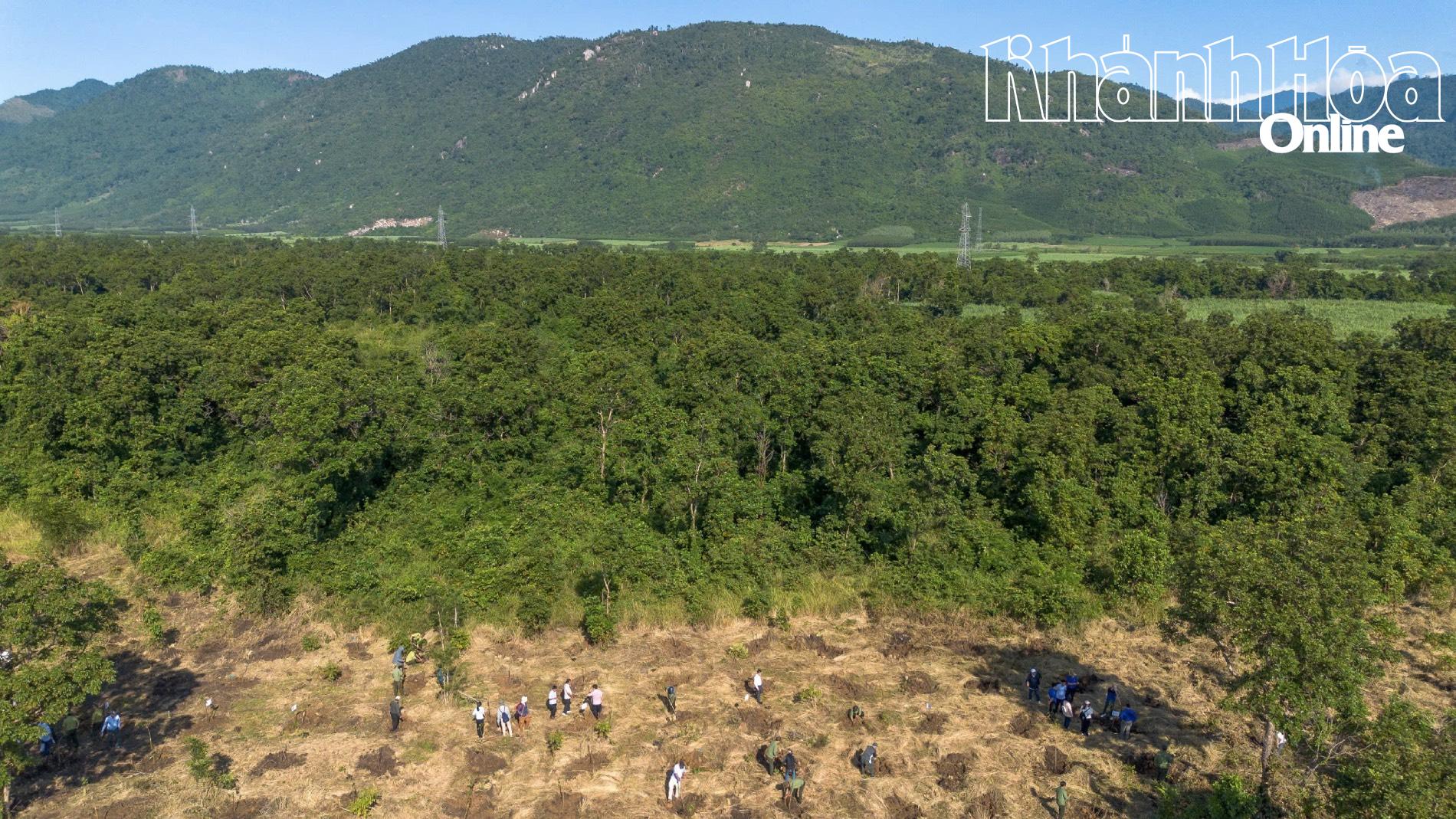 Treplantingsområde i Tay Ninh Hoa kommune.