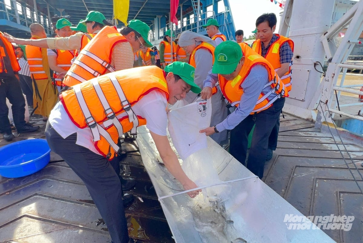 Verantwortliche des Fischereiministeriums und der Fischereiaufsicht führten gemeinsam mit Vertretern von Behörden, Abteilungen, Zweigstellen, Organisationen sowie Stadtteil- und Gemeindevorstehern das Ritual des Fischaussetzens im Hau-Fluss durch. Foto: Le Hoang Vu. Lãnh đạo Cục Thủy sản và Kiểm ngư cùng với các cơ quan, ban, ngành, đoàn thể, lãnh đạo các phường, xã thực hiện nghi thức thả cá xuống sông Hậu. Ảnh: Lê Hoàng Vũ.