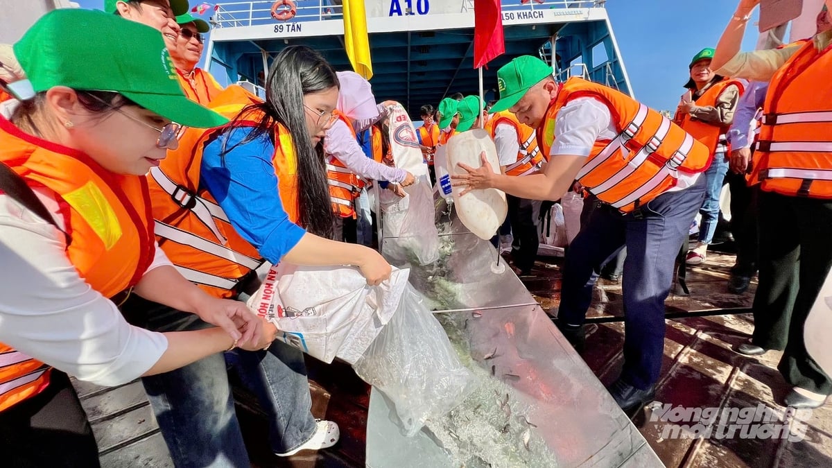 In diesem Zeitraum wurden 215.500 Wassertiere in die Umwelt freigelassen, darunter Arten wie Riesenbarben, Riesenwelse, Krötenfische, Silberkarpfen, Goldmakrelen und Riesengarnelen. Foto: Le Hoang Vu. Trong đợt này, có 215.500 cá thể thủy sản được thả ra môi trường, bao gồm các loại như: cá hô, cá tra dầu, cá cóc, cá mè hôi, cá heo, tôm càng xanh. Ảnh: Lê Hoàng Vũ.
