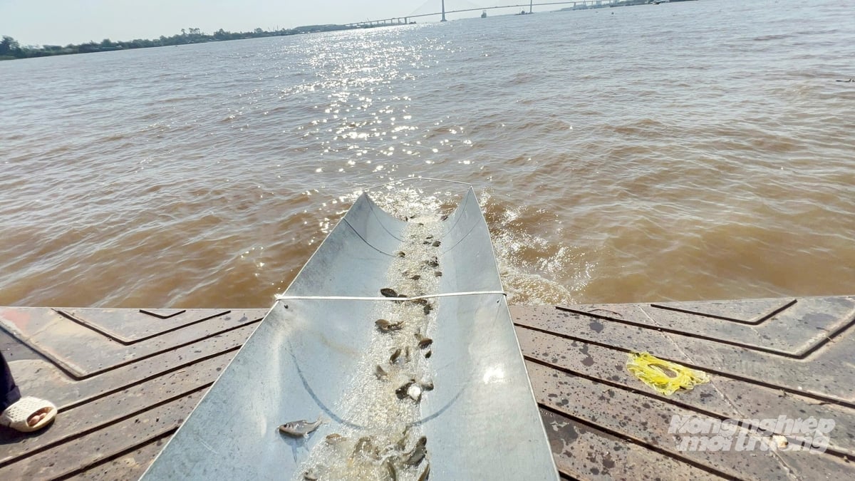 Das Ministerium für Landwirtschaft und Umwelt hat in den vergangenen vier Jahren gemeinsam mit den drei Provinzen An Giang, Can Tho und Dong Thap die provinzübergreifende Aussetzung von Fischbrut zur Regeneration der Fischbestände organisiert. Insgesamt wurden über 2,5 Millionen Fischbrut, entsprechend mehr als 20 Tonnen Fisch, in die Flüsse Hau und Tien ausgesetzt. Foto: Le Hoang Vu. Trong 4 năm qua, Bộ Nông nghiệp và Môi trường đã chủ trì, phối hợp với 3 tỉnh An Giang, Cần Thơ, Đồng Tháp tổ chức hoạt động thả cá giống tái tạo nguồn lợi liên tỉnh với tổng cộng hơn 2,5 triệu con cá giống, tương đương hơn 20 tấn cá đã được thả ra sông Hậu và sông Tiền. Ảnh: Lê Hoàng Vũ.