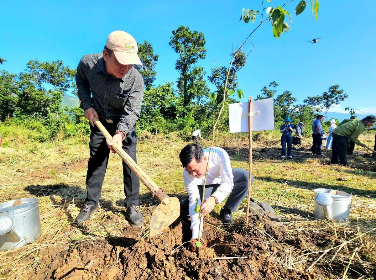 ທ່ານ ເຈີ່ນງອກເຫີຍ, ຮອງຫົວໜ້າພະແນກກະສິກຳ ແລະ ສິ່ງແວດລ້ອມ ແຂວງແຄ໋ງຮ່ວາ ແລະ ການນຳຄະນະຄຸ້ມຄອງປ່າສະຫງວນນິງຮ່ວາ-ວັນນິງ ໄດ້ປູກຕົ້ນໄມ້ກຸ້ງ. ພາບ: Kim So. Ông Trần Ngọc Hiếu, Phó Giám đốc Sở Nông nghiệp và Môi trường Khánh Hòa cùng lãnh đạo Ban Quản lý Rừng phòng hộ Ninh Hòa – Vạn Ninh trồng cây gỗ hương. Ảnh: Kim Sơ.