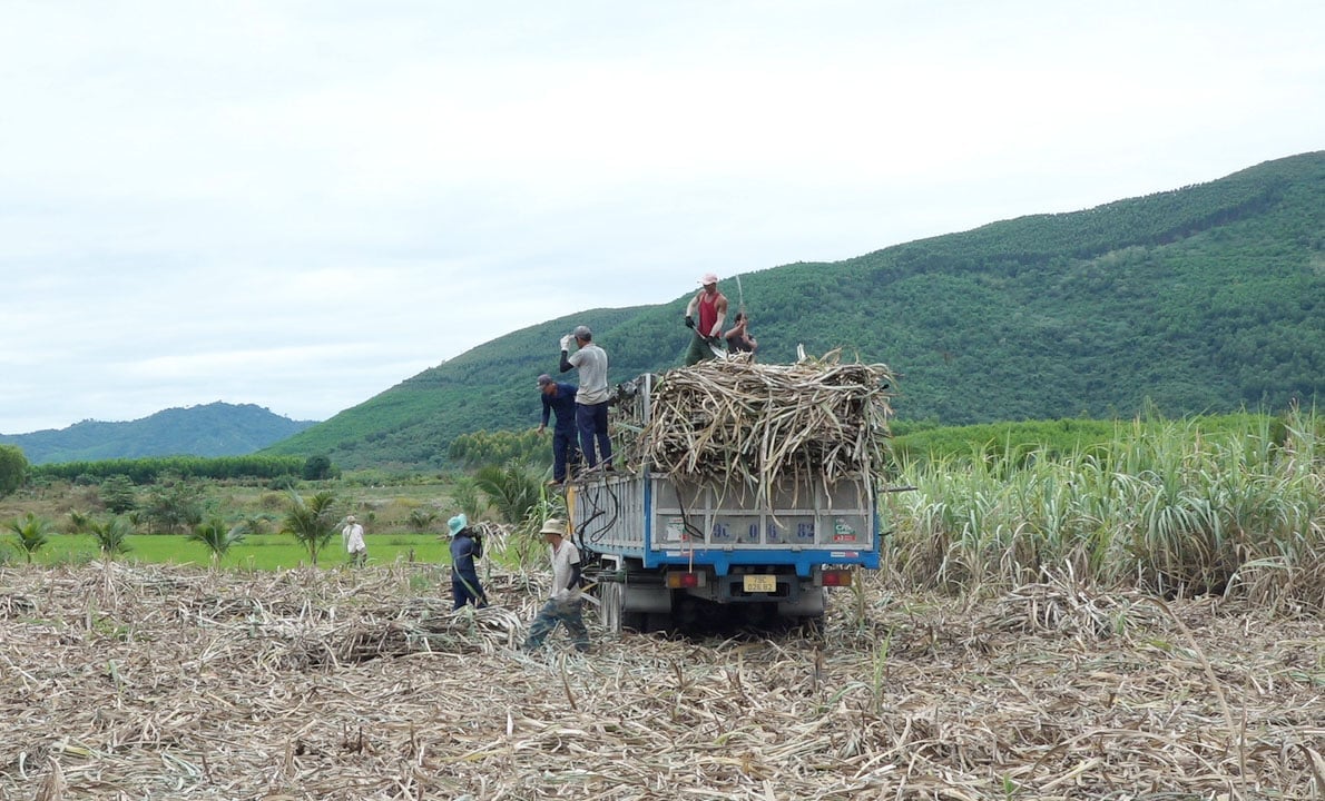 ក្នុងឆ្នាំ 2025 - 2026 AgriS Ninh Hoa គ្រោងនឹងប្រមូលផលអំពៅចំនួន 10,653 ហិកតា ជាមួយនឹងទិន្នផលជាមធ្យមប្រមាណ 63,28 តោន/ហិកតា។ រូបថត៖ ភួងជី។ Niên vụ 2025 - 2026 AgriS Ninh Hòa dự kiến thu hoạch 10.653 ha mía, năng suất bình quân đánh giá dự kiến khoảng 63,28 tấn/ha. Ảnh: Phương Chi.