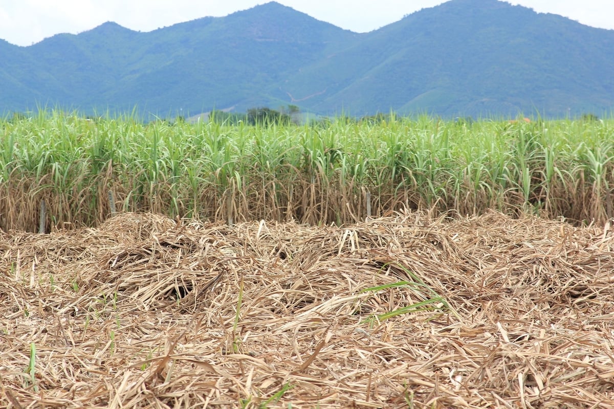 AgriS Ninh Hoa មានគោលបំណងរក្សា និងស្ថិរភាពអភិវឌ្ឍន៍ផ្ទៃដីផលិតអំពៅចំនួន 11,580 ហិកតានៅឆ្នាំ 2030។ រូបថត៖ Phuong Chi។ AgriS Ninh Hòa đặt mục tiêu đến năm 2030 duy trì và phát triển ổn định vùng nguyên liệu mía đạt 11.580 ha. Ảnh: Phương Chi.