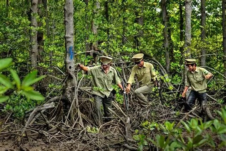 Bosbouw: Ontwikkeling van een markt voor koolstofkredieten door identificatie van bospercelen - Foto 1. Lâm nghiệp: Phát triển thị trường tín chỉ carbon từ định danh lô rừng- Ảnh 1.