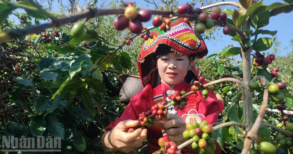 [Ảnh] Sôi nổi cuộc thi khéo tay hái quả đỏ và sáng tạo từ hạt cà-phê Sơn La