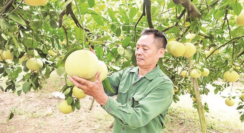 Domnul Do Khac Thoa are o contribuție remarcabilă la construirea mărcii de grapefruit Soi Ha.