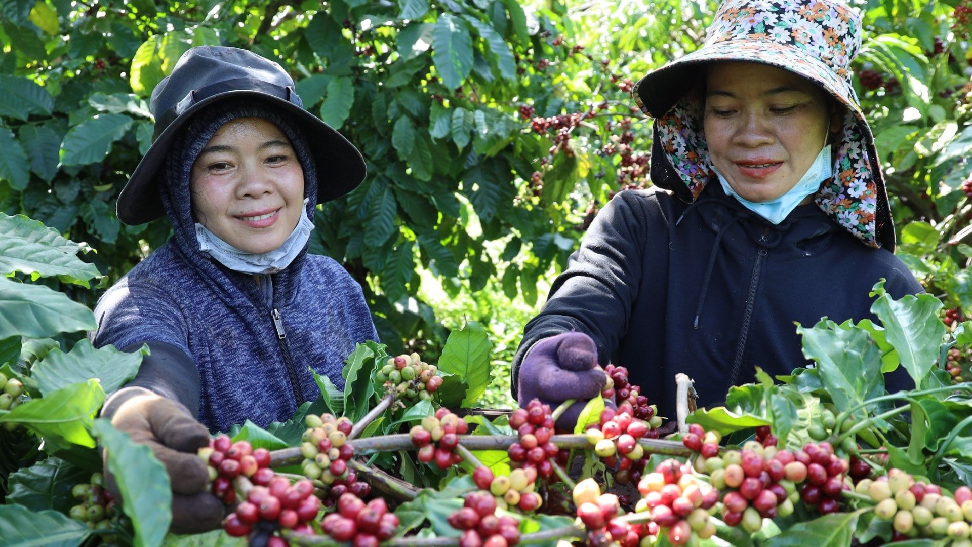 O desenvolvimento da produção de café em direção à agricultura ecológica, à economia verde e à circularidade contribuirá para fortalecer a marca do café vietnamita. 3b3a9101-959.jpg