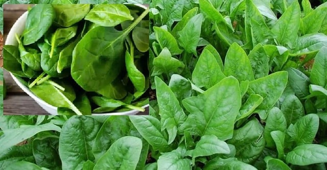 ស្ពៃខ្មៅ គឺជាអាហារពិសេសសម្រាប់រដូវរងា ដែលល្អសម្រាប់ឆ្អឹង និងសន្លាក់ និងរបៀបរៀបចំវាឱ្យឆ្ងាញ់ - រូបថត ៣. Rau chân vịt siêu thực phẩm mùa đông tốt cho xương khớp và cách chế biến ngon - Ảnh 3.