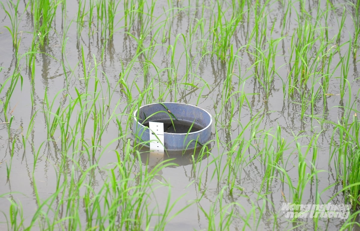 Cultivarea orezului este una dintre cele mai mari surse de emisii de metan (CH₄) în agricultură. Foto: Le Hoang Vu. Canh tác lúa nước là một trong những nguồn phát thải khí mê-tan (CH₄) lớn nhất trong nông nghiệp. Ảnh: Lê Hoàng Vũ.