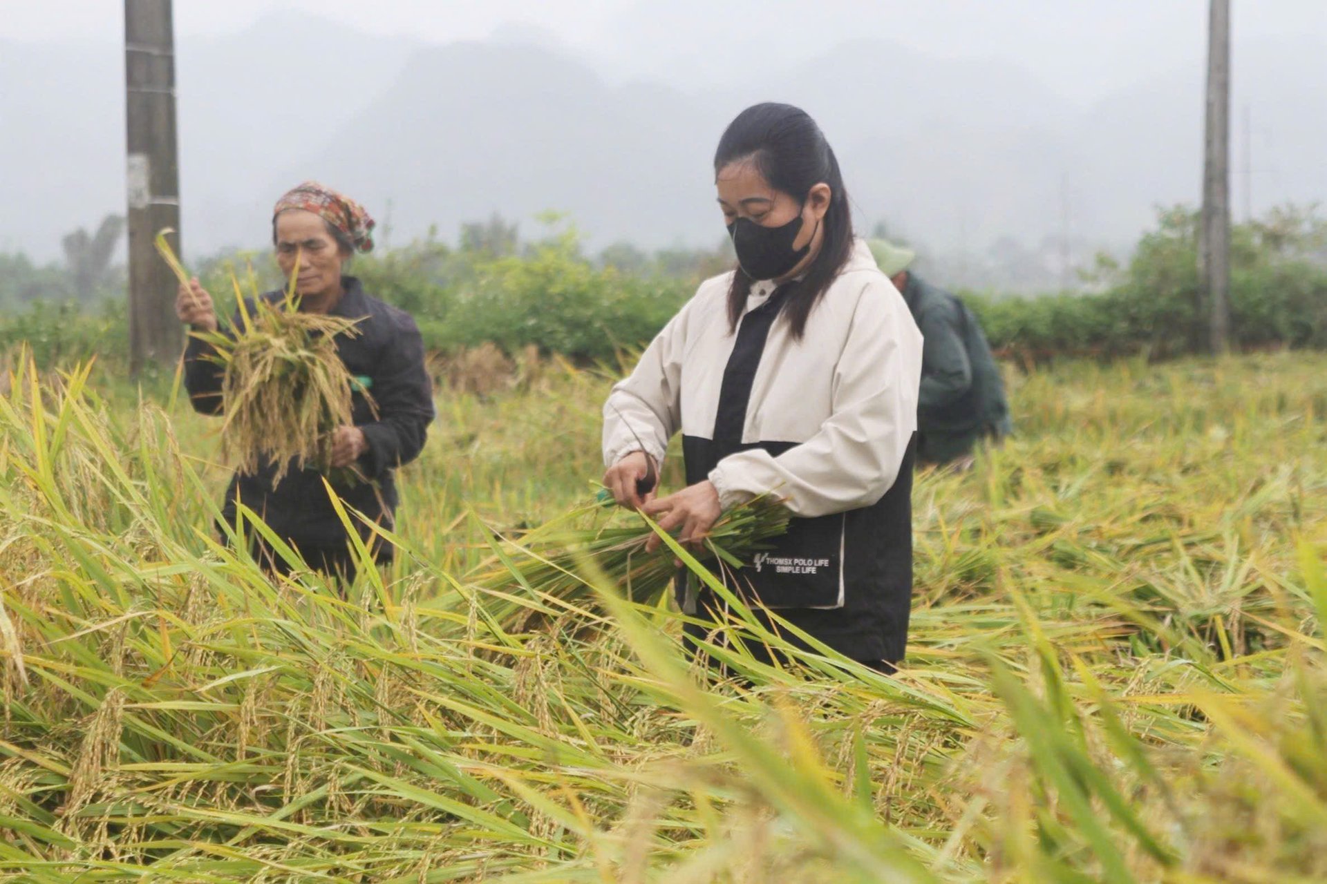 Locuitorii din comuna Phu Yen recoltează orez într-o zonă de producție organică a orezului cu emisii reduse, conform standardelor VIETFARM. Fotografie: Nguyen Nga. Người dân xã Phù Yên thu hoạch lúa trên vùng sản xuất lúa hữu cơ, phát thải thấp theo tiêu chuẩn VIETFARM. Ảnh: Nguyễn Nga.
