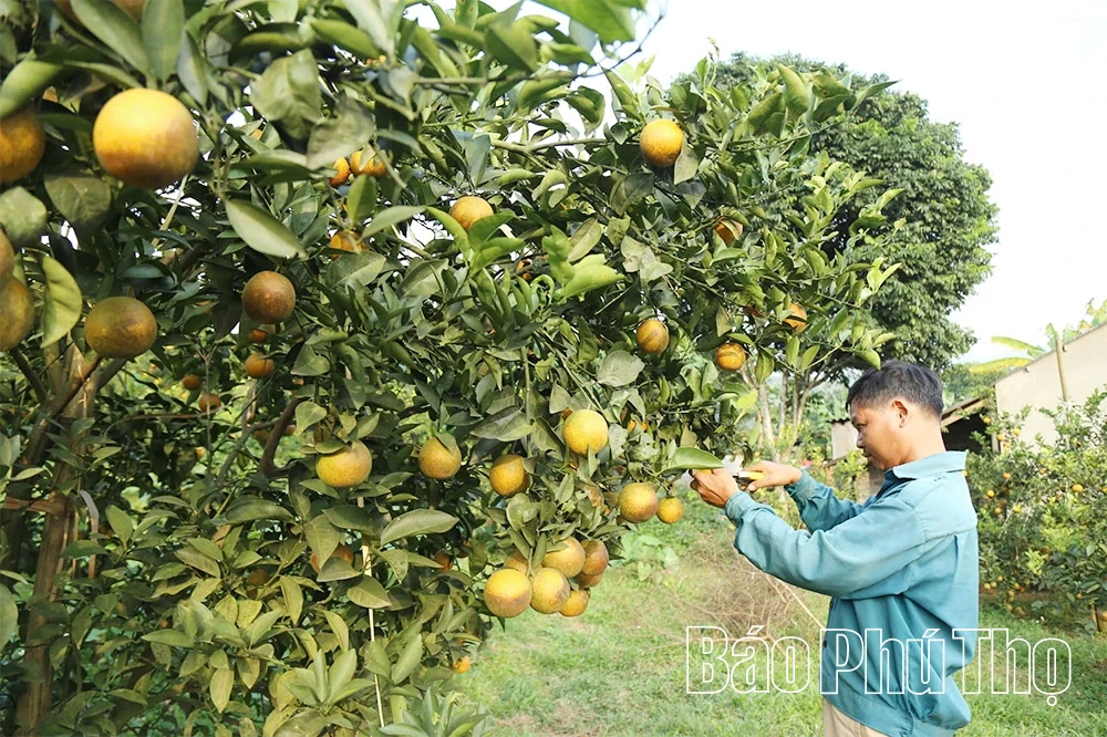 Cao Phong Orange Festival and Exhibition Fair introducing typical products of ethnic minority and mountainous areas will take place from December 12 to 18.