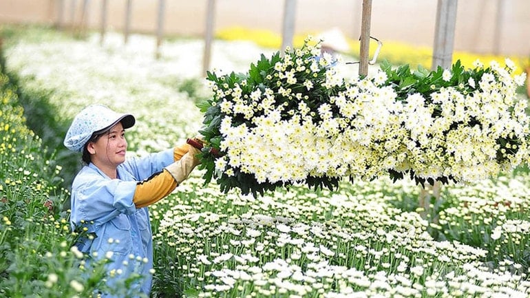 Lam Dongs provinsielle partisekretær, Y Thanh Ha Nie Kdam, oppfordret folk til å anvende vitenskap og teknologi i landbruksproduksjon, og utviklet blomstermerket Ha Dong – blomster fra den kjærlige Da Lat. ndo_br_hoa-cong-nghe-cao.jpg