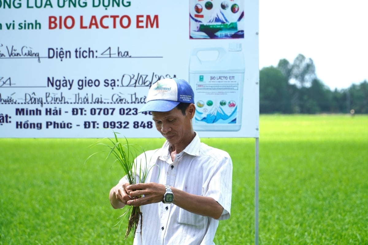 O uso atual de pesticidas biológicos na região do Delta do Mekong ainda é baixo. Foto: Kim Anh. Việc sử dụng thuốc BVTV sinh học hiện nay ở khu vực ĐBSCL vẫn còn ở mức thấp. Ảnh: Kim Anh.