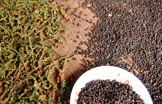 ລາຄາໝາກພິກໄທມື້ນີ້ ວັນທີ 16 ພະຈິກ ຫຼຸດລົງເລັກນ້ອຍ, ຕະຫຼາດປັບຕົວຂຶ້ນຢ່າງກວ້າງຂວາງ