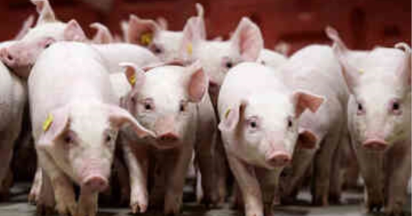 Giá heo hơi hôm nay 16/11/2025: Tạm chững phiên cuối tuần