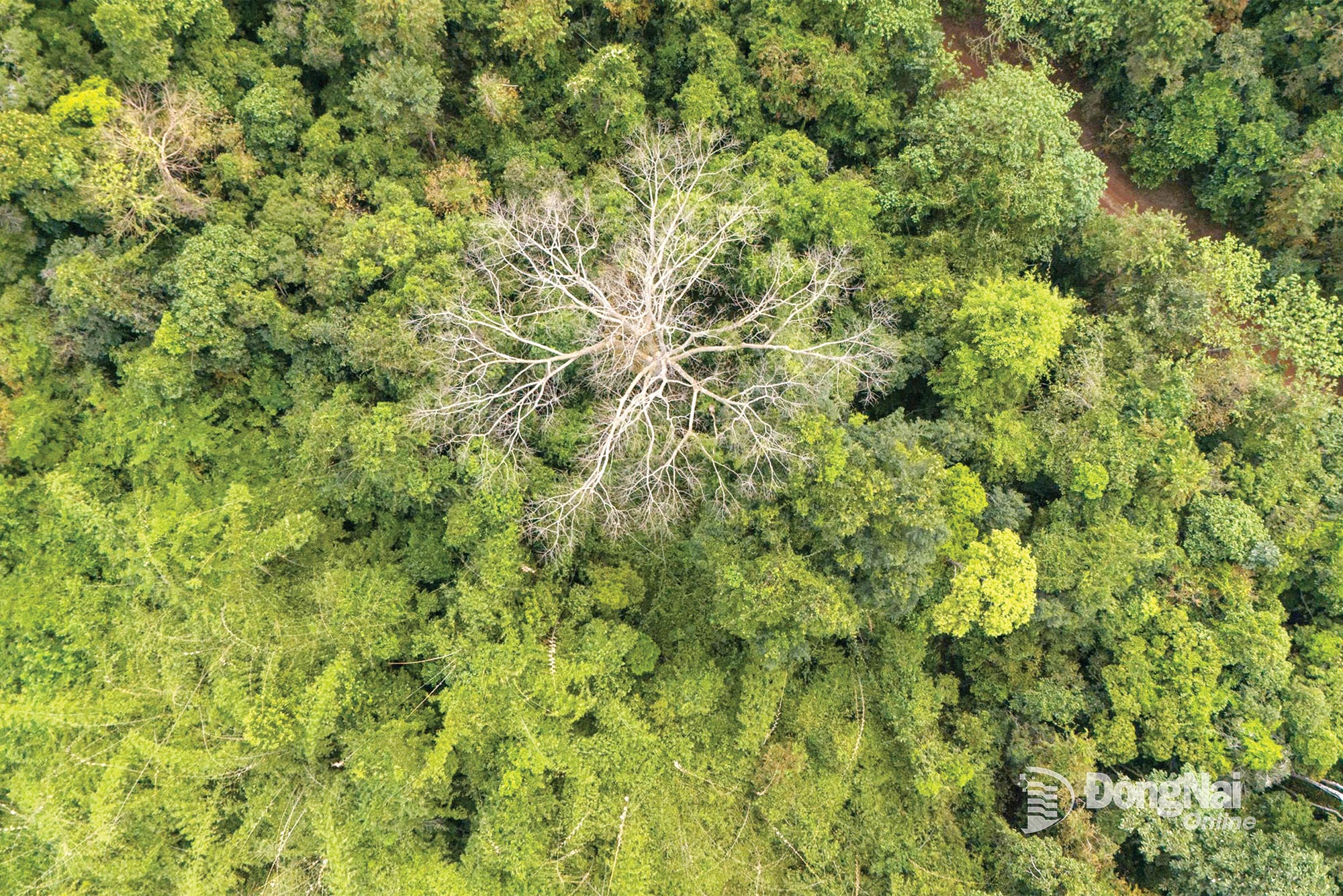 Bilde av biologisk mangfold i Dong Nai natur- og kulturreservat. Foto: C.T.V.