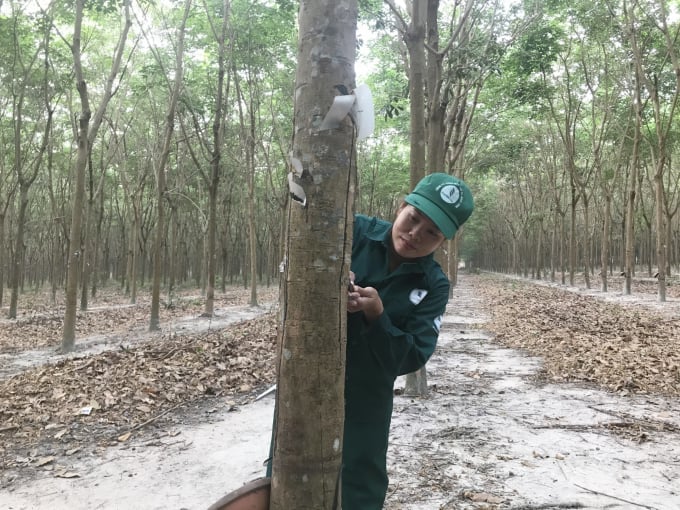 Gummipris idag 16/11/2025 i landet och världen senaste Giá cao su hôm nay 16/11/2025 ở trong nước và thế giới mới nhất