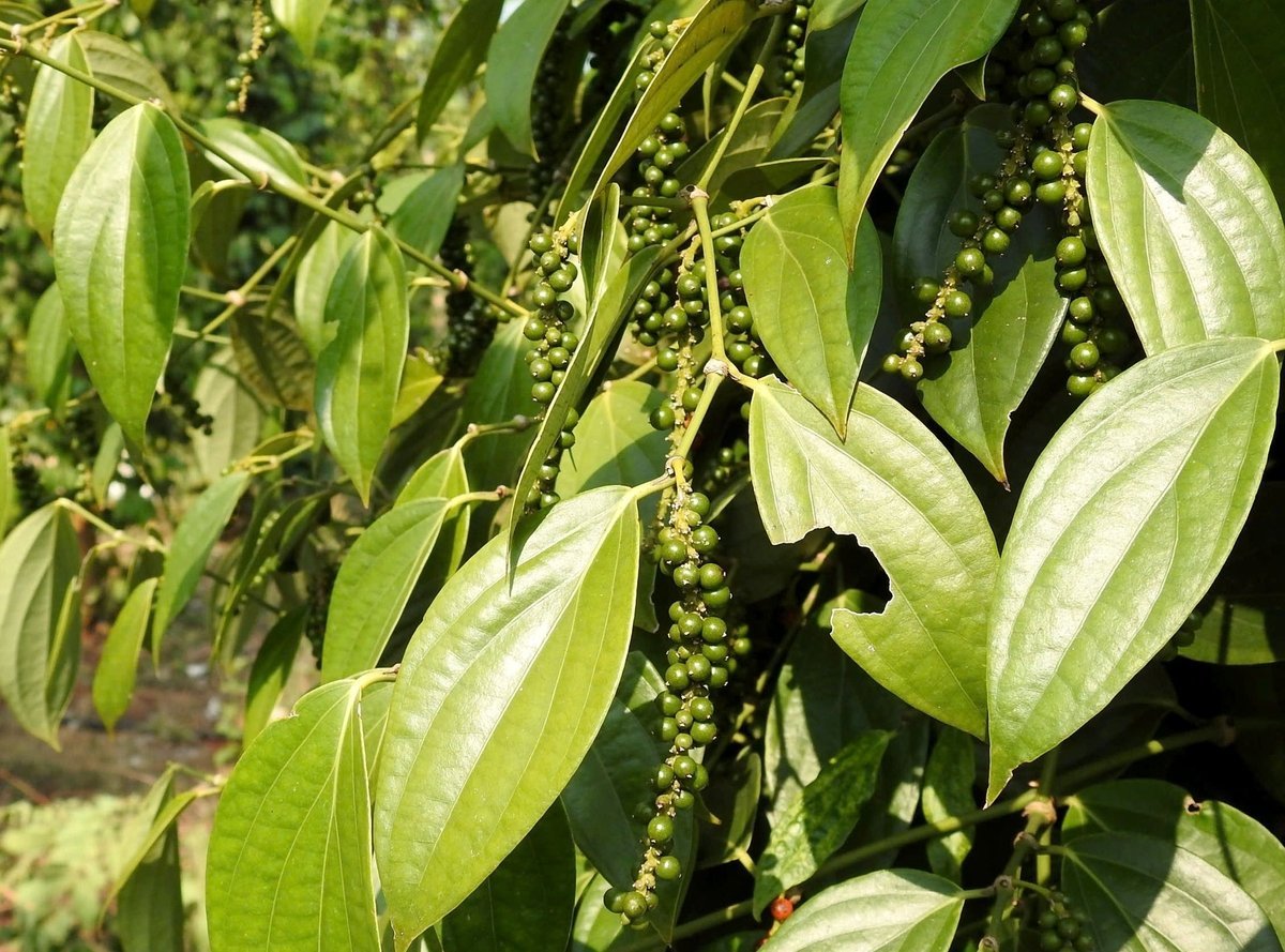 کالی مرچ کی قیمت آج 16 نومبر 2025 کو ملک اور دنیا میں تازہ ترین۔ تصویر: سون ٹرانگ۔ Giá tiêu hôm nay 16/11/2025 ở trong nước và thế giới mới nhất. Ảnh: Sơn Trang.