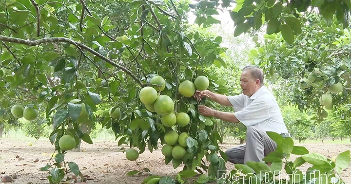 Gương sáng người cao tuổi làm kinh tế giỏi