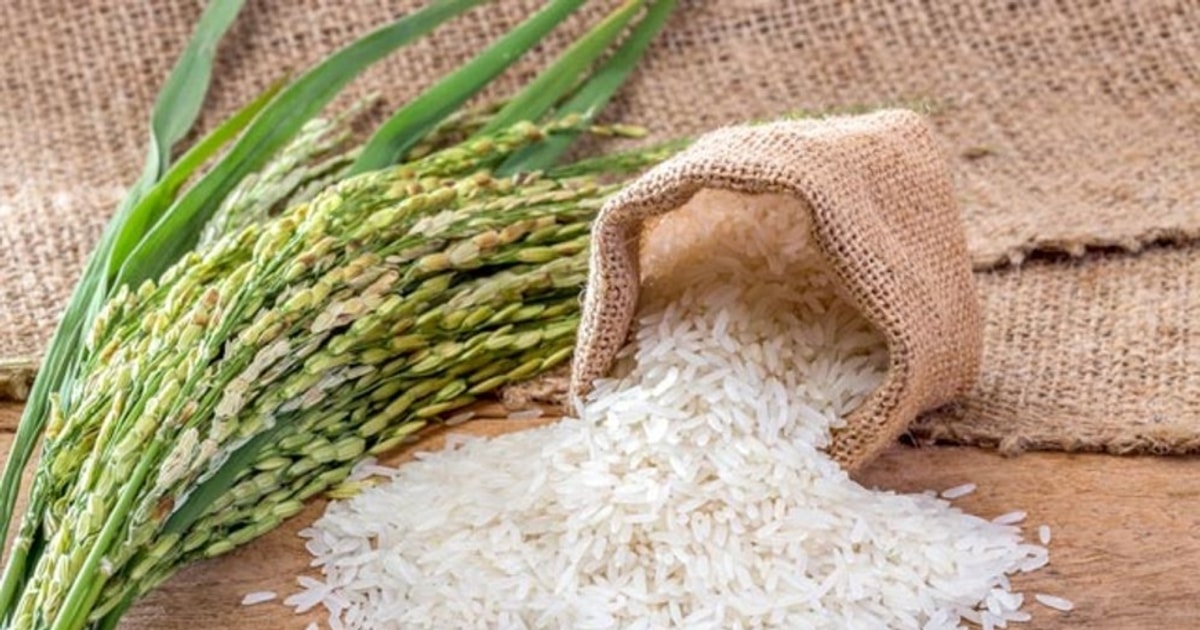 Giá lúa gạo hôm nay 16/11: Lúa tươi tăng nhẹ, gạo ổn định