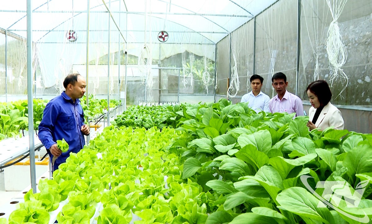 ក្នុងប៉ុន្មានឆ្នាំថ្មីៗនេះ ចលនាកសិករប្រកួតប្រជែងក្នុងផលិតកម្ម អាជីវកម្មល្អ និងការអភិវឌ្ឍន៍សេដ្ឋកិច្ចឆ្ពោះទៅរកការផ្សារភ្ជាប់ខ្សែសង្វាក់តម្លៃត្រូវបានពង្រីកកាន់តែខ្លាំងនៅក្នុងខេត្ត ដែលនាំមកនូវលទ្ធផលជាក់ស្តែង។