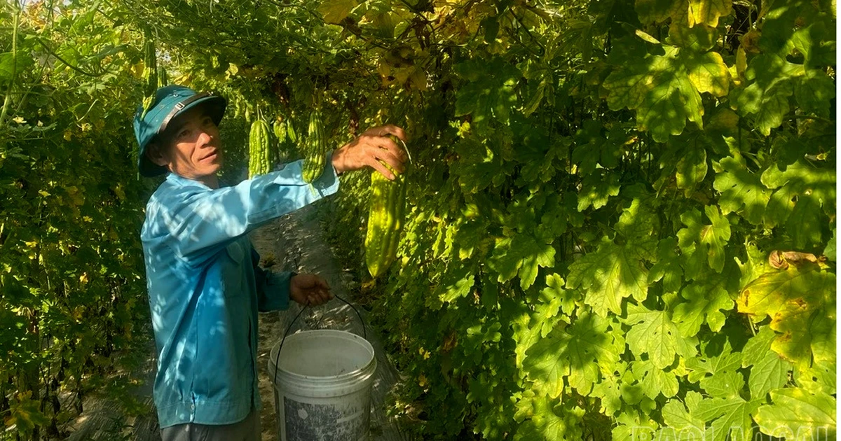 Nhộn nhịp vụ đông trên cánh đồng Mường Lò